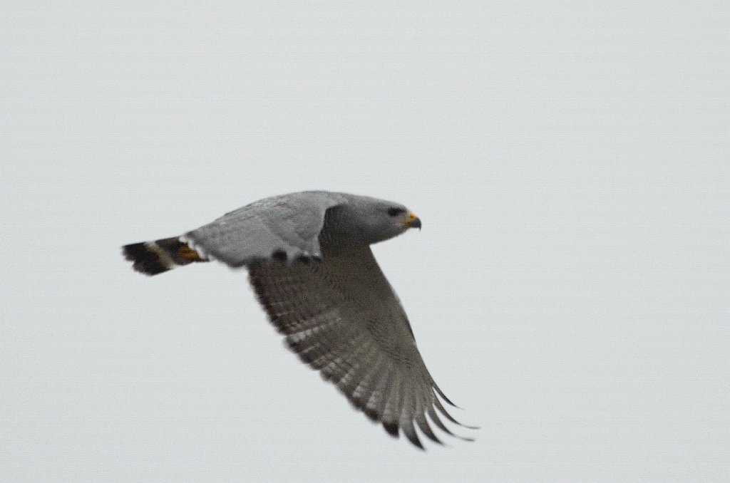 Hawk, Gray, 2013-01063253 Hwy 281 near Brownsville, TX.JPG - Gray Hawk. Along HWY 281 near Brownsville, TX, 1-6-2013